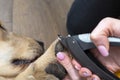 The woman cuts the claws of the young golden retriever with special scissors.