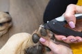 The woman cuts the claws of the young golden retriever with special scissors.