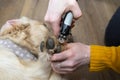 The woman cuts the claws of the young golden retriever with special scissors.