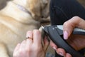 The woman cuts the claws of the young golden retriever with special scissors.