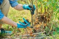 Woman cuts dry branches on black currant bush with secateurs Royalty Free Stock Photo