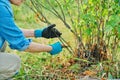 Woman cuts dry branches on black currant bush with secateurs Royalty Free Stock Photo