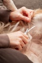 Woman cuts matted fur off her dog, hygienic and care at home Royalty Free Stock Photo