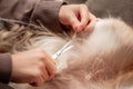 Woman cuts matted fur off her dog, hygienic and care at home Royalty Free Stock Photo