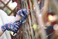 Pruning plants with a pruning shears. Care of plants in the garden.