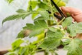 Woman cuts tomato plant branches in the greenhouse which are infected by plague