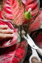 Woman cutting flower of aglaonema houseplant