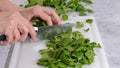 A woman cutting fresh baby spinach on a cutting board close up Royalty Free Stock Photo