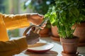 Girl cutting fresh leaves of home grown basil greens for cooking with scissors closeup. Healthy food Royalty Free Stock Photo