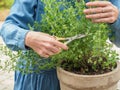 Woman cutting fresh oregano in the pot. Royalty Free Stock Photo