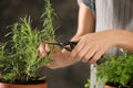 Woman cutting fresh rosemary, closeup Royalty Free Stock Photo