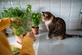Woman cutting growing fresh dill putting in plate on kitchen at home for cooking, cat sitting near. Royalty Free Stock Photo