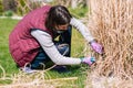 Woman cutting ornamental grass in the garden Royalty Free Stock Photo