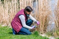 Woman cutting ornamental grass in the garden Royalty Free Stock Photo