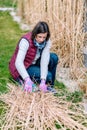 Woman cutting ornamental grass in the garden Royalty Free Stock Photo