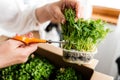 Woman cutting pea sprouts Royalty Free Stock Photo