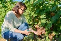 Woman cutting pink quiche-mish grape harvest with secateurs, in vineyard Royalty Free Stock Photo