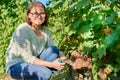 Woman cutting pink quiche-mish grape harvest with secateurs, in vineyard Royalty Free Stock Photo
