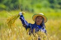 Woman cutting rice