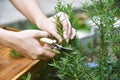 Woman cutting rosemary herb branches by scissors, Hand picking aromatic spice from vegetable