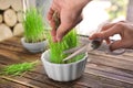 Woman cutting sprouted wheat grass, closeup Royalty Free Stock Photo