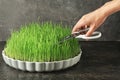 Woman cutting sprouted wheat grass, closeup Royalty Free Stock Photo