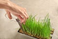 Woman cutting sprouted wheat grass, closeup Royalty Free Stock Photo