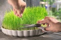 Woman cutting sprouted wheat grass, closeup Royalty Free Stock Photo