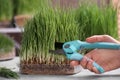 Woman cutting sprouted wheat grass with pruner at table Royalty Free Stock Photo