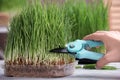 Woman cutting sprouted wheat grass with pruner at table Royalty Free Stock Photo