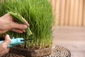 Woman cutting sprouted wheat grass with pruner at table, closeup Royalty Free Stock Photo