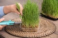 Woman cutting sprouted wheat grass with pruner at table Royalty Free Stock Photo