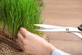 Woman cutting sprouted wheat grass with scissors at table Royalty Free Stock Photo