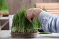 Woman cutting sprouted wheat grass with scissors at table Royalty Free Stock Photo