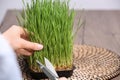 Woman cutting sprouted wheat grass with scissors at table, closeup Royalty Free Stock Photo
