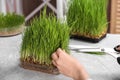 Woman cutting sprouted wheat grass with scissors at table Royalty Free Stock Photo