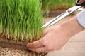 Woman cutting sprouted wheat grass with scissors at table Royalty Free Stock Photo