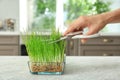 Woman cutting sprouted wheat grass on table Royalty Free Stock Photo