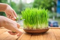 Woman cutting sprouted wheat grass on table Royalty Free Stock Photo