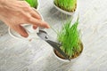 Woman cutting sprouted wheat grass on table Royalty Free Stock Photo