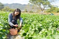 Woman cutting strawberry in field