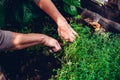 Woman Cutting Thyme from Bed