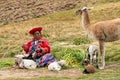A woman from Cuzco spins a skein of wool while taking care of several baby alpaca.