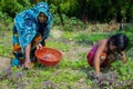 A woman and daughter is collecting the greens from the homestead garden. A mother and child plucking spinach, potherb or truck