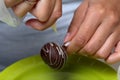 A woman decorates with the help of white chocolate popcake glazed with dark chocolate Royalty Free Stock Photo