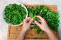 Woman defoliating mint branch on a table cutting