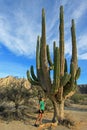 A woman demonstrates the incredible height of the large Elephant Cardon cactus or cactus Pachycereus pringlei, Baja Royalty Free Stock Photo