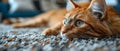 Woman demonstrates multitasking in household chores as she vacuums carpet with cat watching.