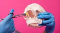 Woman dentist with a carpool syringe injects anesthetic into the gum of the artificial skull
