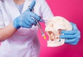 Woman dentist with a carpool syringe injects anesthetic into the gum of the artificial skull